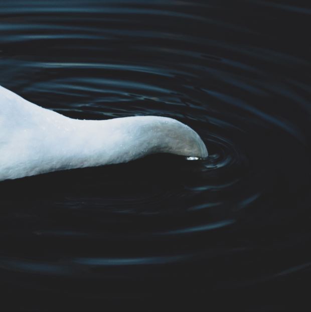 sure destruction of form (2)